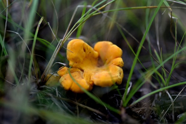 how to find chanterelle mushrooms