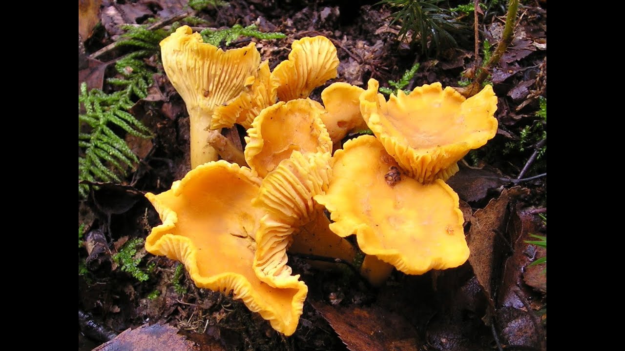 how to find chanterelle mushrooms